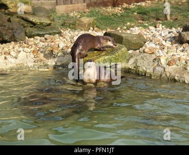 Zwei eurasischen Fischotter (Lutra lutra) in Wasser und auf Felsen Stockfoto