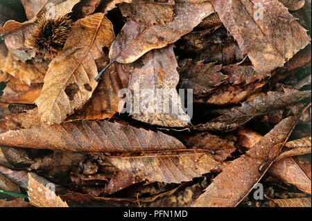 Gefallenen Blätter im Herbst auf dem nassen Waldboden Stockfoto