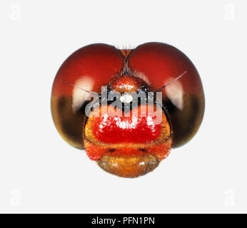 Ruddy Darter (Sympetrum sanguineum), Vergrößerung der männlichen Dragonfly Kopf Stockfoto