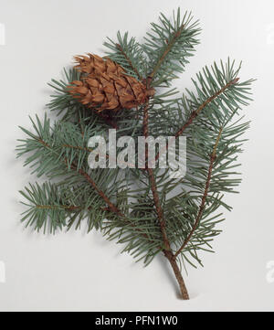 Pseudotsuga menziessii var. Orvala (blau Douglasie), Zweigniederlassung, mit Kegel, close-up Stockfoto
