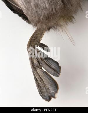 Zwergtaucher (Tachybaptus ruficollis), webbed Foot, close-up Stockfoto