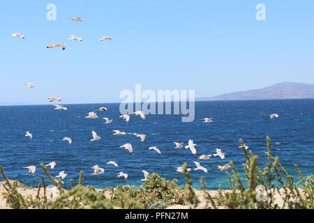 Möwen im Flug an der Küste von Mykonos Griechenland Stockfoto