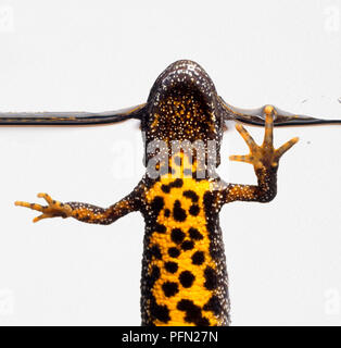 Unterseite Blick auf weibliche Great Crested Newt (Triturus cristatus) für Luft Stockfoto