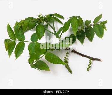 Juglans nigra (schwarze Walnuss), grüne Blätter und männliche Kätzchen auf dünnen branchlet Stockfoto