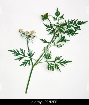 Aethusa cynapium (Fool's Petersilie), Stengel mit weißen Blüten in Dolden und grüne Blätter Stockfoto