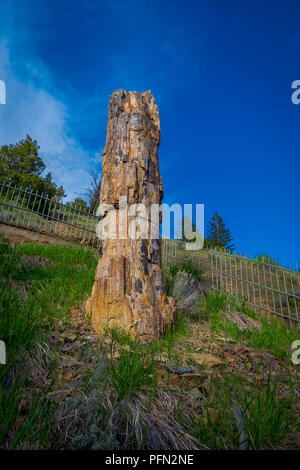 Vertikale Detailansicht des berühmten versteinerten Baum, im Lamar Valley im Yellowstone National Park Stockfoto