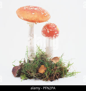 Amanita muscaria, zwei Pilze Stockfoto