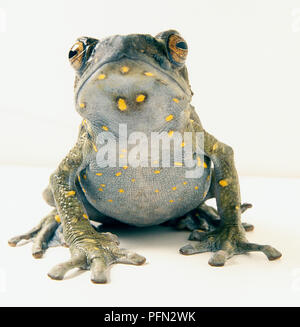 Asiatische Baumkröte (Pedostibes sp.), Ansicht von vorne Stockfoto