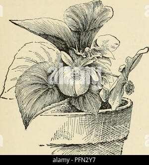 Die Cyclopedia of American Horticulture ist ein umfangreiches Nachschlagewerk, das detaillierte Anbautechniken für eine Vielzahl von Pflanzen liefert. Es enthält umfassende Beschreibungen von Obst-, Gemüse-, Blumen- und Zierpflanzenarten, die in den USA und Kanada häufig verkauft werden. Diese Arbeit ist eine unschätzbare Ressource für Gärtner, Gärtner und landwirtschaftliche Fachleute, die eine Vielzahl von Pflanzen anbauen möchten. Stockfoto