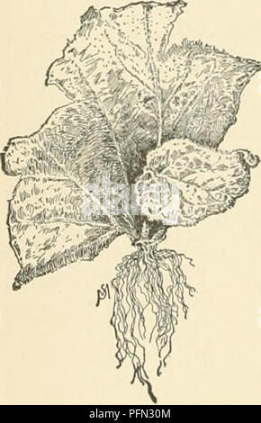 . Cyclopedia der amerikanischen Gartenbau, bestehend aus Anregungen für den Anbau von Gartenpflanzen, Beschreibungen der Arten von Obst, Gemüse, Blumen und Zierpflanzen in den Vereinigten Staaten und in Kanada verkauft, zusammen mit geographischen und Biographische Skizzen. Im Garten arbeiten. 142 BEGONIA sterben von Mai oder Anfang Juni, je nach Ort, von 3M- oder 4-Zoll-Töpfe. Obwohl sie ziemlich gut unter Bäumen wachsen, der Nordseite des abuilding vorzuziehen; aber Sie müssen nicht überfüllt werden. Viel Licht, mit Feuchtigkeit an den Wurzeln und ein Mulchen mit Halb verrottete Blätter in heißem weat Stockfoto