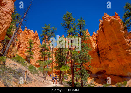 Schöne im Hinblick auf pinyon Pinienwald Bryce Canyon National Park, Utah Stockfoto