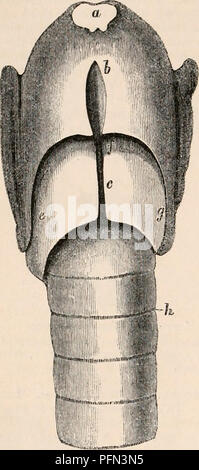 . Die cyclopaedia von Anatomie und Physiologie. Anatomie, Physiologie, Zoologie. 1490 Stimme. Kehldeckel breit. L. 0-375 in. Stimme mehr Kehldeckel, oval aber nicht groß. Warenkorb, von San - akuter als in Frau. torini abwesend. Adjutanten Europcea. - Schilddrüse: Margen eingekerbte vor. Crico - Schilddrüse Ritze dreieckig. Ary - Abb. 901. Abb. 900.. Vorderansicht des Kehlkopfes von Ursits Malayanus. a, Tuberkel; b, Kerbe der Schilddrüse Warenkorb.; c, Kerbe des cricoid Warenkorb.. Bitte beachten Sie, dass diese Bilder aus gescannten Seite Bilder, die digital für die Lesbarkeit verbessert haben mögen - Färbung und Aussehen dieser illust extrahiert werden Stockfoto