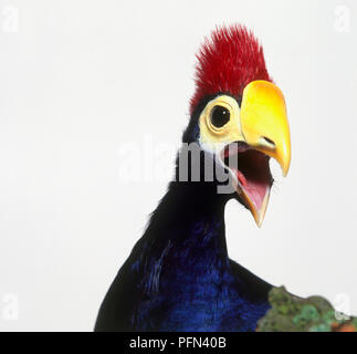 Porträt einer Lady Ross turaco (Musophaga rossae), Aufruf, close-up Stockfoto