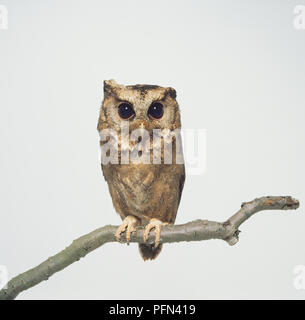 Collared Scops Owl (Otus lettia) auf einem Ast sitzend. Stockfoto