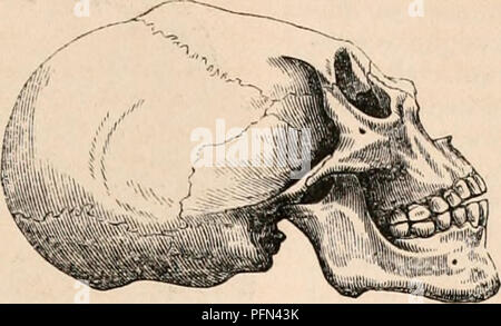 . Die cyclopaedia von Anatomie und Physiologie. Anatomie, Physiologie, Zoologie. . Bitte beachten Sie, dass diese Bilder sind von der gescannten Seite Bilder, die digital für die Lesbarkeit verbessert haben mögen - Färbung und Aussehen dieser Abbildungen können nicht perfekt dem Original ähneln. extrahiert. Todd, Robert Bentley, 1809-1860. London, Sherwood, Gilbert, und Piper Stockfoto