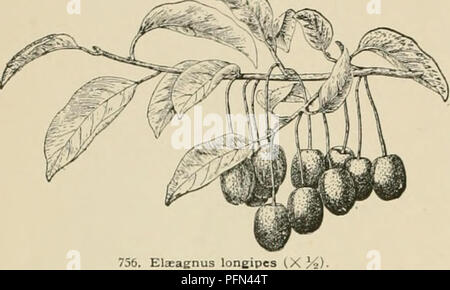 Diese Gartenbaureferenz bietet detaillierte Beschreibungen von Gartenbaupflanzen, einschließlich Obst, Gemüse, Blumen und Zierpflanzen in Nordamerika. Es enthält biografische Skizzen und Anbauvorschläge, wobei besonderes Augenmerk auf die Merkmale und Anbaubedingungen von Pflanzenarten in den Vereinigten Staaten und Kanada gelegt wird. Stockfoto