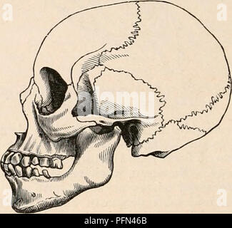 . Die cyclopaedia von Anatomie und Physiologie. Anatomie, Physiologie, Zoologie. Frau der Mo&gt; tr/Al/ein Stamm - in der Nähe von Mosambik. (Nach Ruyendas.) Abb. 835.. Schädel von Kaffre. (Aus einem Muster im Museum der königlichen Hochschule der Chirurgen.) Fie. 836.. Bitte beachten Sie, dass diese Bilder sind von der gescannten Seite Bilder, die digital für die Lesbarkeit verbessert haben mögen - Färbung und Aussehen dieser Abbildungen können nicht perfekt dem Original ähneln. extrahiert. Todd, Robert Bentley, 1809-1860. London, Sherwood, Gilbert, und Piper Stockfoto