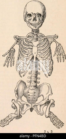 . Die cyclopaedia von Anatomie und Physiologie. Anatomie, Physiologie, Zoologie. Abb. 625.. Bitte beachten Sie, dass diese Bilder sind von der gescannten Seite Bilder, die digital für die Lesbarkeit verbessert haben mögen - Färbung und Aussehen dieser Abbildungen können nicht perfekt dem Original ähneln. extrahiert. Todd, Robert Bentley, 1809-1860. London, Sherwood, Gilbert, und Piper Stockfoto