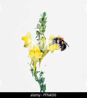 Honig BIENE (APIS) auf Linaria vulgaris (Gemeinsame Toadflax) Blüte Stockfoto