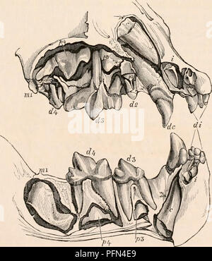. Die cyclopaedia von Anatomie und Physiologie. Anatomie, Physiologie, Zoologie. 7772 Laub- und bleibenden Zähne in der. Hund (Canis). erste Der wahre molaren Serie und die Homo- und s. 2 im Unterkiefer; so illustriert die Art des kleinen tuberkulösen Zahn (m. 1) Regel enuntiated vor, dass, wenn der Molaren und die homologien der bleibenden Zähne Serie unterschreitet die typische Anzahl es s. 4 oben ist und m. 1 unten, und mit jenen, die von den beiden Extremen der Serie, die das Bild. 583.. Laub- und bleibenden Zähne in der Lion (Felis). In den Hund (Jig symbolisiert. 582.), u Lehren Stockfoto