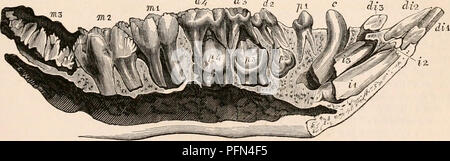 . Die cyclopaedia von Anatomie und Physiologie. Anatomie, Physiologie, Zoologie. Gebiss der Hog (Sus). Backen, und individuell gekennzeichnet durch Ihre abgebaut und willkürlich namens "schneidezähne", "ca-Symbole. Abb. 579. Zeigt die Phänomene Nines", "PRÄMOLAREN", "molaren", der Entwicklung, die die anderen speziellen Namen in Hinblick auf bestimmte Pe-Bild unterscheiden erhalten haben. 579.d/d3 j.2d. Laub- und bleibenden Zähne (Sus). Unterkiefer. backenzähne von der Molaren. Die ersten Prämolaren, S. 1, und die ersten Molaren, in. 1, werden an Ort und Stelle verwenden, gemeinsam mit t Stockfoto