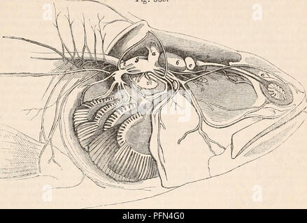 . Die cyclopaedia von Anatomie und Physiologie. Anatomie, Physiologie, Zoologie. Fische. Abb. 530. 997. Diagramm der Encephalon der Barsch, an, der die allgemeine Verteilung der Hirnnerven, s, s, Vorraum des Ohres •, andere Buchstaben wie in Vorrichtungen. 526, 527, und 528. (Nach Cuvier.) unter der Kehle vor der Brüste, sie sind von der gleichen Paare von Nerven versorgt; aber in der Abdominal- Abteilung, wo die ventrals in Richtung behindern Teil des Körpers befinden, Sie erhalten Ihre Versorgung von der spinalen Nerven proportional weiter hinten platziert. Sympatische System. - Die sympathischen sys Stockfoto