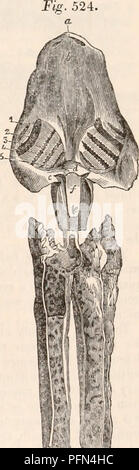 . Die cyclopaedia von Anatomie und Physiologie. Anatomie, Physiologie, Zoologie. Lepidosiren. Position der kontraktilen Organe entsprechende mit der linken Seite des Herzens von Mammalia, Erlös sofort zu geben. Niederlassungen an die Amtsleitung und die Abdominal- eingeweide. Fast in der Nähe von ihrem Beginn in den Unterleib sendet die große viszerale Trunk, die Sup-lagen alle abdominal Eingeweide mit Blut, in die Leber, Magen, Darm, Milz, zur generativen Organe, und die Blase. Nachdem Sie die oben genannten großen Viszeralen ar-Terie, die aorta c Stockfoto