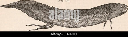 . Die cyclopaedia von Anatomie und Physiologie. Anatomie, Physiologie, Zoologie. 990 Fische. Abb. 523.. Lepidosiren. Position der kontraktilen Organe entsprechende mit der linken Seite des Herzens von Mammalia, Erlös sofort zu geben. Niederlassungen an die Amtsleitung und die Abdominal- eingeweide. Fast in der Nähe von ihrem Beginn in den Unterleib sendet die große viszerale Trunk, die Sup-lagen alle abdominal Eingeweide mit Blut, in die Leber, Magen, Darm, Milz, zur generativen Organe, und die Blase. Nachdem Sie die oben genannten großen Eingeweide Stockfoto