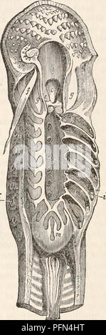 . Die cyclopaedia von Anatomie und Physiologie. Anatomie, Physiologie, Zoologie. Fische. 987 In der Haie die Öffnungen der Rachen in die Branchial Kammern führen durch die Knorpeligen pyramidenförmigen Prozesse bewacht; aber in den Skates, die der knorpeligen Bögen viel weniger perfekt geformte, keine solche Abwehr sind sichtbar. Die Cyclostomatous Knorpelfische, von den Besonderheiten ihrer Gewohnheiten, erfordern eine weitere Änderung in der Konstruktion der Organe der Atmung, zu sehen, dass, während Sie von Ihren suctorial Mund auf die Oberflächen der Steine oder andere Fremdkörper feste Ruhe, Stockfoto