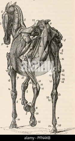 . Die cyclopaedia von Anatomie und Physiologie. Anatomie, Physiologie, Zoologie. 728 SOLIPEDA. Tata, diese sechs Muskeln bestehen und werden ziemlich fast wie in tlie menschliche Rasse; aber in der Pachydermata und Ruminantia Es gibt aber eine flexor Carpi raclialis. In allen obigen multidigitate Tiere, die Muskeln aus der externen Kondylus abgeleitet, und seine Umgebung durch ihre Zusammenarbeit, etwa die Rückseite der Hand zum Unterarm, oder, mit anderen Worten, die Streckmuskeln der Fuß, während diejenigen, die von der internen conclyle abgeleitet eine gegenteilige Wirkung haben, und sie agieren als beugemuskeln der Hand. Sollte die Stockfoto