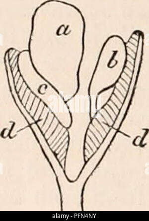 . Die cyclopaedia von Anatomie und Physiologie. Anatomie, Physiologie, Zoologie. 836 SUPRA-RENALE KAPSELN. Die Petromyzon, Ecker nur Anmerkungen, die mikroskopischen Bestandteile keine Grundlage für die Ansicht, dass sie supra-renale Kapseln leisten können. Iii. Entwicklung. - Das supra-renale cap-sules beginnen bereits zu einem sehr frühen Zeitpunkt der fetalen Lebens. In das menschliche Subjekt erscheinen sie gleichzeitig mit den Nieren in der siebten Woche. Die Aufnahme ist noch nicht mit Sicherheit verstanden. Dennoch gibt es kaum Zweifel daran, dass die Aussage von Arnold, nach der die supra-re Stockfoto