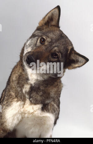 Eine Ostsibirische Laika mit grauem Fell sitzt mit dem Kopf gekippt und seine Ohren spitzte die Stockfoto