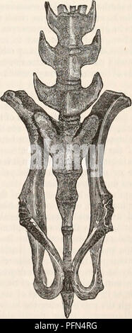 . Die cyclopaedia von Anatomie und Physiologie. Anatomie, Physiologie, Zoologie. Becken der Guinea Ply zum Zeitpunkt der Geburt. Abb. 488.. Becken ofthe Guinea Pifl 7'Stunden nach Geburt.. Bitte beachten Sie, dass diese Bilder sind von der gescannten Seite Bilder, die digital für die Lesbarkeit verbessert haben mögen - Färbung und Aussehen dieser Abbildungen können nicht perfekt dem Original ähneln. extrahiert. Todd, Robert Bentley, 1809-1860. London, Sherwood, Gilbert, und Piper Stockfoto