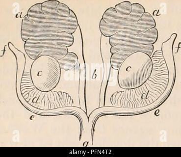 . Die cyclopaedia von Anatomie und Physiologie. Anatomie, Physiologie, Zoologie. 614 Gebärmutter und ihre ANHÄNGSEL. Abb. 416.. Genitn - harnorgane eines tödlichen Schafe. (Nach J. M Lenkstange.) ein, die Nieren; b, Harnleiter; c, Eierstöcke; d, Wolff'schen Körper; e, Gebärmutter und Eileiter cornua; f, infundibular Ende der Rohre; g, der mittlere Teil der Gebärmutter. In älteren weiblichen Embryonen die Eileiter, nun mehr völlig gebildet, sind dicker und ein etwas wellige Umrisse aufweisen. Der Feigenbaum. 417.. Bitte beachten Sie, dass diese Bilder aus gescannten Seite Bilder, die digital für readab gesteigert wurden extrahiert werden Stockfoto