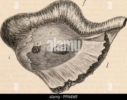 . Die cyclopaedia von Anatomie und Physiologie. Anatomie, Physiologie, Zoologie. Eileiter oder EILEITER - (Funktionen). Wie die Arterien der Tube, häufig eine - astomose Miteinander durch quer Zweige, die dazu dienen, die beiden wichtigsten Trunks zu verbinden. Diese sammeln die Rückkehr Blut ariden Es tragen in die Plexus des uterinen Venen entlang der Seiten der Gebärmutter. Der Lymphatics der Röhre haben die gleiche Quelle wie die Versorgung der Rest des internen generative Organs. Die Nerven, die sind sehr schlank, folgen dem Verlauf der Arterien. Sie sind de-rived, Accordi Stockfoto