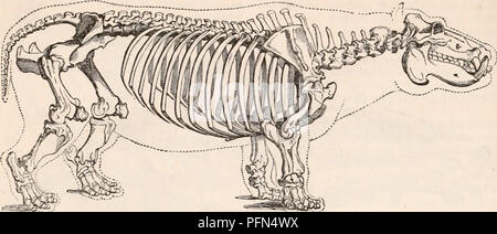 . Die cyclopaedia von Anatomie und Physiologie. Anatomie, Physiologie, Zoologie. 862 PACHYDERMATA. Abb. 474.. Skelett von Hippopotamus. Breite bilden eine Art von Knöchernen fall en-schließen, einen beachtlichen Teil der Bauchhöhle und berechnete Herkunft Muskeln Stromversorgung seiner schwerfälligen Con-Zelte proportioniert zu geben. In der Hyrax, durch Pallas seziert, es waren zwanzig - zwei Rippen auf der linken Seite und 21 auf der rechten Seite:. Von diesen sieben waren wahre Rippen, sechs False auf dem Brustbein verbunden durch das Eingreifen der rippenbögen Knorpel, und der Rest nur eingebettet in den Muskeln der Flan Stockfoto