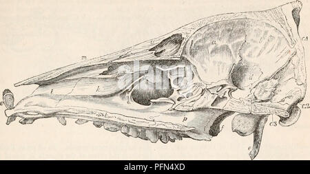 . Die cyclopaedia von Anatomie und Physiologie. Anatomie, Physiologie, Zoologie. PACHYDERMATA. Abb. 470. 861. Vertikale Abschnitt der Schädel eines jungen Wildschwein. Abb. 471.. Bitte beachten Sie, dass diese Bilder sind von der gescannten Seite Bilder, die digital für die Lesbarkeit verbessert haben mögen - Färbung und Aussehen dieser Abbildungen können nicht perfekt dem Original ähneln. extrahiert. Todd, Robert Bentley, 1809-1860. London, Sherwood, Gilbert, und Piper Stockfoto