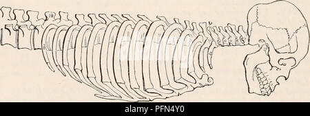 . Die cyclopaedia von Anatomie und Physiologie. Anatomie, Physiologie, Zoologie. 636 Skelett. Wirbel von v , Abb., 457., thecostae a b Der grössere Dimensionen als gewöhnliche produzieren, diese Segmente der spinalen Achse sind aber ähnlich etwas mehr die thorakale costo-vertebralen Archetypen (z. B.8, c, d, B, Abb. - 457.)? Wenn also der sechsten oder siebten Halswirbel der Halswirbel produziert, kann ich das Auftreten dieser "Ano interpretieren - malous", auf diese Weise, nämlich, dass ein greatei proportional der Archetyp costo-vertebralen Menge (z. B.8, c, d, 8, ^, durch. Stockfoto