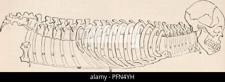 . Die cyclopaedia von Anatomie und Physiologie. Anatomie, Physiologie, Zoologie. 632 Skelett. und brustbein am Hals und Lenden gezeichnet, sowie Hals und Lenden, als Sie zu verstehen, wie als Thorax, degradiert diese Prime-Modell des gegebenen Schöpfung eine ens von Dimensionen einer bestimmten oder proportional lessei Proportionen (wie z.b. Aufsatz. 455.), mit Vielfalt, durch Auslöschung rippenbögen Menge am Hals- und Lendenwirbel weniger thun Abb. 455.. Tfie Säugetieren Skelett zeigen im gepunkteten Umriss an den Hals und Lenden diejenigen costo - Sternalen Mengen, die, wenn vorhanden, diese Regionen equ machen würde. Stockfoto