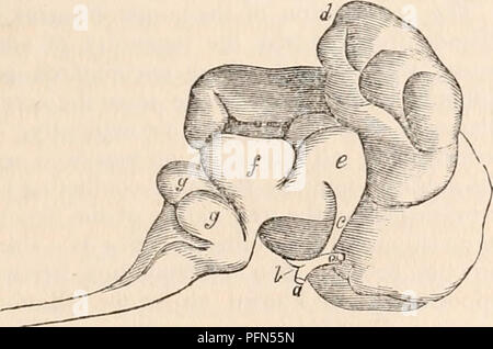 . Die cyclopaedia von Anatomie und Physiologie. Anatomie, Physiologie, Zoologie. Menschliche fötale Gehirn. (Aus der Natur.) seitliche Ansicht. Über die vierte Monat. a, a, sehnerven; b, Chiasma; c, rechten Tractus opticus; e, rechts Optic thalamus; f, Masse ot Der tubercula quadrisremina; g, g, Kleinhirn; d), der hinteren Extremität von der rechten Gehirnhälfte, vertrieben die Herkunft der Sehnerv auszustellen. Tubercula quadrigemina, zusammen mit Teilen des Optic thalami und Tractus opt-Id eines Pferdes. (Aus der Natur.) a, a, Nates; b, b, Hoden, c, c, Optic thalami j d, d, Tractus optici, entstehen teilweise Fro Stockfoto