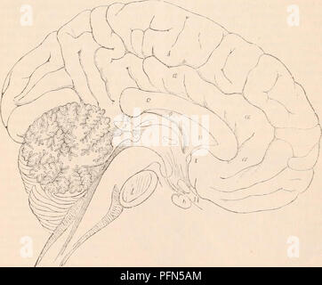 . Die cyclopaedia von Anatomie und Physiologie. Anatomie, Physiologie, Zoologie. 694 NERVENSYSTEM. (Nervöse Zentren. Hirn.) Oberflächen waren gleich, weder von Ihnen in Falten geworfen werden würde. Inexaminingthesurfacecalled centrum Samenanlage, die durch einen horizontalen Schnitt durch die Hemisphäre über dem Niveau des Corpus callosum ausgesetzt ist, erhalten wir eine Erklärung für die Entstehung der gewundene Oberfläche des Gehirns. Die Ebene des faserigen Sache wird durch eine wellige Marge von vesikulären Materie umgeben, die Faltungen von denen der gewundenen Aussehen der zerebralen Oberfläche geben. Die Stockfoto