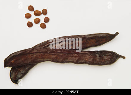 Pod und Bohnen aus der Johannisbrotbaum. Stockfoto