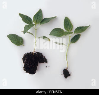 Grünen Stiele, mit Wurzeln und Boden angebracht, ab gehören insbesondere Indicum (Sesamöl), close-up Stockfoto