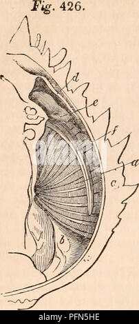 . Die cyclopaedia von Anatomie und Physiologie. Anatomie, Physiologie, Zoologie. 780 Krebstiere.. Abb. 428. Branchial Hohlraum des Mqja Squinado gelegt. a, branchiae; b, Gewölbe der Flanken; c, Panzers; d, ableitend Kanals; e, Ventil. Der Panzer. Dieser letzte Teil der Wände des Branchial Hohlraum präsentiert eine Epidermic Schicht von extreme Schlankheit, aber über einen dicken und shaggy Membran, die Textur von denen zu finden ist, hängt, wie wir durch-und-durch. Die Buchse so gebildeten kommuniziert ex-ternally durch zwei Passagen, die für den Eingang bestimmt, die andere für die Ausfahrt des Wassers erforderlich Stockfoto
