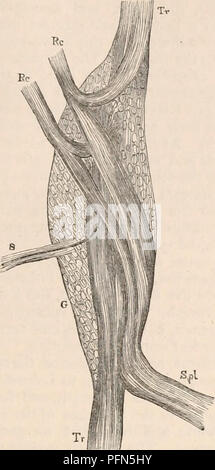 Dieser Text konzentriert sich auf das sympathische Nervensystem, beschreibt die zervikalen und thorakalen Regionen im Detail und beinhaltet anatomische Untersuchungen an verschiedenen Tieren wie Kühen und Kaninchen. Stockfoto