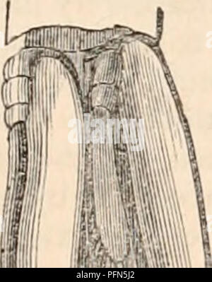 . Die cyclopaedia von Anatomie und Physiologie. Anatomie, Physiologie, Zoologie. Krebstiere. 779 Konformation; sie erscheinen wie eine vesikuläre oder foliaceous Expansion, der eine extrem weiche Tex- tur, die zu den inneren Rand der Basis des Thorax Extremitäten verbunden ist, deren Abmessungen in der Regel Zunahme aus, bevor sie Zurück-Stationen, und die letzten paar Thorax Extremitäten ist nicht mit einem eingerichtet: Ihre Anzahl variiert von acht bis zwölf. Diese Organe, unter dem Brustkorb aufgehängt, Float in der umgebenden Flüssigkeit, und das Wasser in Kontakt mit der Oberfläche ist unaufhörlich durch die renovierten Stockfoto