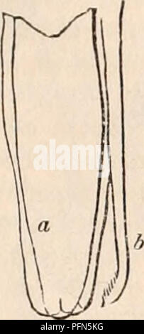 . Die cyclopaedia von Anatomie und Physiologie. Anatomie, Physiologie, Zoologie. Krebstiere. Abb. 413. Abb. 414. Abb. 415 773. Abb. 412, ventralen Aspekt der Cephalo - Brust- Teil der Dichelestion. a, Amtsleitung oder Sucker; b, maxillse. Abb. 413, der Amtsleitung oder Sucker vergrößert, ein, thelabrum; b, der Kiefer. Abb. 414 SF 415, der maxillae. nultimate Artikulation (die Scheren, Zangen, oder cheliferous Extremitäten). Die Extremität beendet wird gelegentlich in zwei Artikulationen, die keine Art von ungewöhnlichen Entwicklung, aber die letzte, Termi - durch eine scharfe Spitze gerechnet und mit Zähnen oder Seme bewaffnet, Rücksendungen Stockfoto