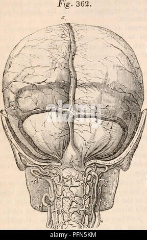 . Die cyclopaedia von Anatomie und Physiologie. Anatomie, Physiologie, Zoologie. 632 NERVENSYSTEM. (Nervöse Zentren. Die MENINGEN.) dinal Sinus oben; eine für die geraden Sinus vor; zwei für die seitenbuchten auf jeder Seite und zwei für den okzipitalen Nebenhöhlen inferiorly (Jig. 362, 0. Hinteren Teil des Schädels entfernt, der Dura mater und die Superior längs zu erzeigen, die seitliche Nebenhöhlen, die ivith torcular Herophili. e, seitliche Sinus; t, torcular Herophili; s, Superior longitudinal Sinus. Seitenbuchten. - Von jeder Seite des Con-Flux der Nasennebenhöhlen, es geht in einem einige-w Stockfoto