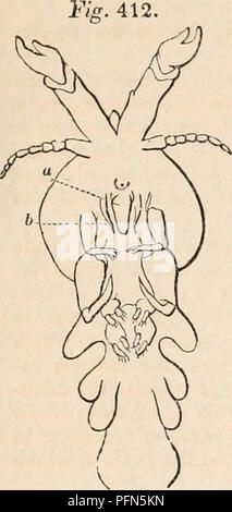 . Die cyclopaedia von Anatomie und Physiologie. Anatomie, Physiologie, Zoologie. 412.. Krebstiere. Abb. 413. Abb. 414. Abb. 415 773. Bitte beachten Sie, dass diese Bilder sind von der gescannten Seite Bilder, die digital für die Lesbarkeit verbessert haben mögen - Färbung und Aussehen dieser Abbildungen können nicht perfekt dem Original ähneln. extrahiert. Todd, Robert Bentley, 1809-1860. London, Sherwood, Gilbert, und Piper Stockfoto