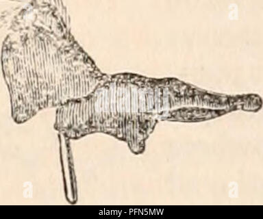 . Die cyclopaedia von Anatomie und Physiologie. Anatomie, Physiologie, Zoologie. Schluckfunktion Oiyai/s des Phyllosoma. a, obere Lippe; b, Kiefer; c, untere Lippe; d, Maxilla;. verwandte Tiere, diese Organe seitlich handeln, und nicht nach oben und unten in der Zeile der Achse des Körpers wie in der Reihe der Wirbeltiere Univer - Sally. Sie tun Bild nicht variieren. 406. Viel in Form unter den Decapoda; in fast jeder dieser Sie werden gesehen, pos-wertet der wichtigste Teil von einer Schneide beendet wird, oder ein sur-Gesicht für tritu - ration angepasst; und ein Anhängsel, das Essen zu befestigen, und halten Sie es Stockfoto